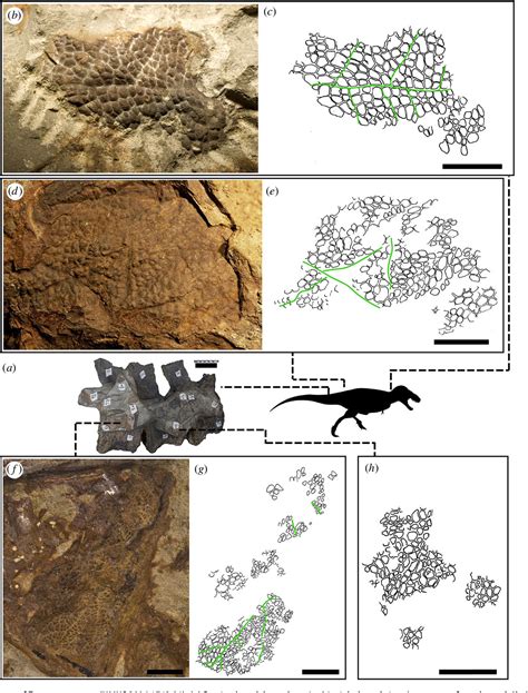 p o r n trex|Tyrannosauroid integument reveals conflicting patterns of .